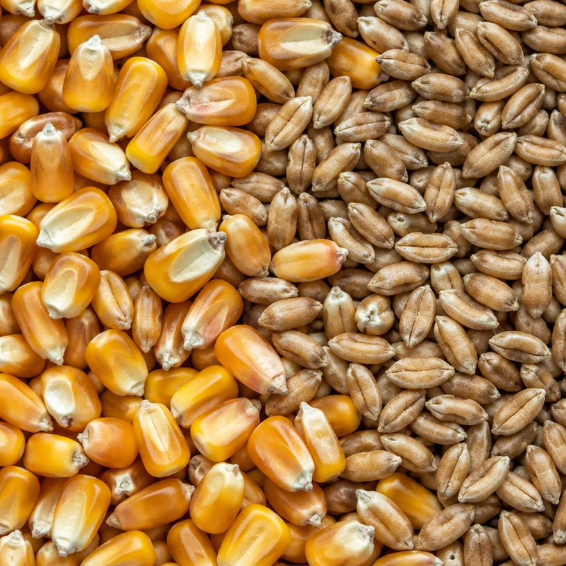 Grains