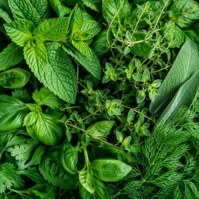 Herbs & Extracts